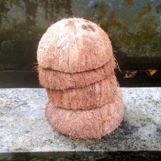 coconut shell